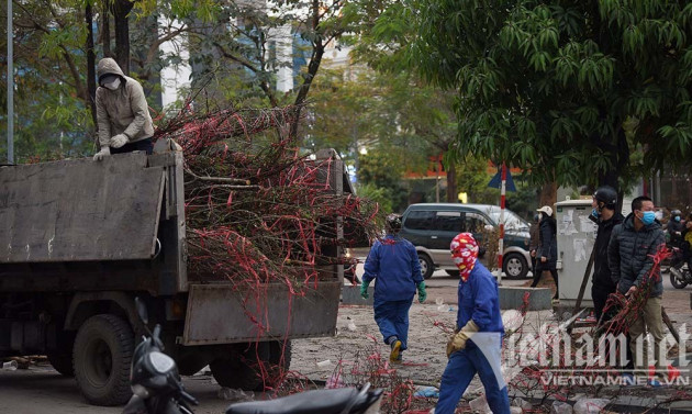 Sát giao thừa, dân Hà Nội đổ ra vỉa hè mót đào rừng về chơi Tết