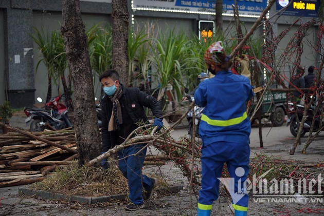 Sát giao thừa, dân Hà Nội đổ ra vỉa hè mót đào rừng về chơi Tết