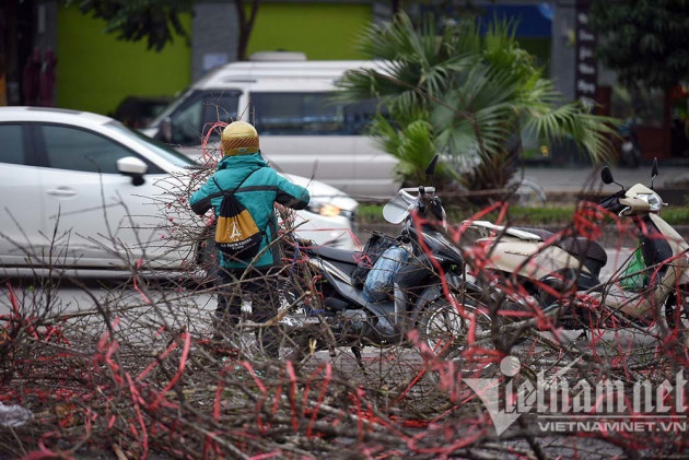 Sát giao thừa, dân Hà Nội đổ ra vỉa hè mót đào rừng về chơi Tết