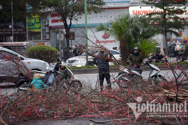 Sát giao thừa, dân Hà Nội đổ ra vỉa hè mót đào rừng về chơi Tết