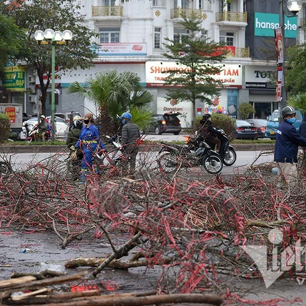 Sát giao thừa, dân Hà Nội đổ ra vỉa hè mót đào rừng về chơi Tếticon