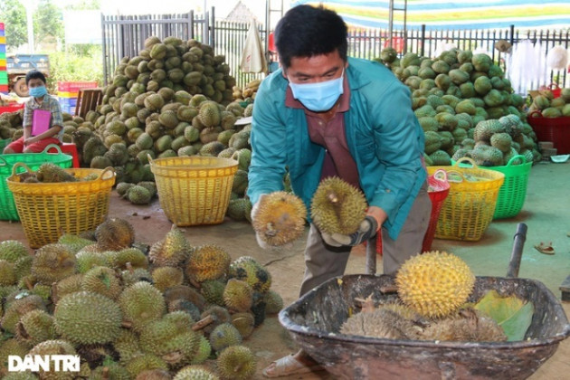 Sầu riêng hóa 'sầu chung', loạt vựa trái cây mất cả trăm triệu một đêm