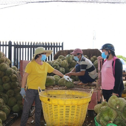 Sầu riêng hóa 'sầu chung', loạt vựa trái cây mất cả trăm triệu một đêmicon