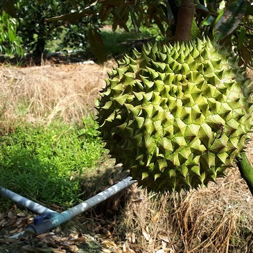 Sầu riêng tăng giá kỷ lục, thương lái lùng mua, nông dân tiếc 'hùi hụi'