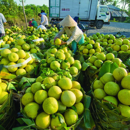 Sóc Trăng kêu gọi ‘giải cứu’ hàng nghìn tấn nông sản tới vụ