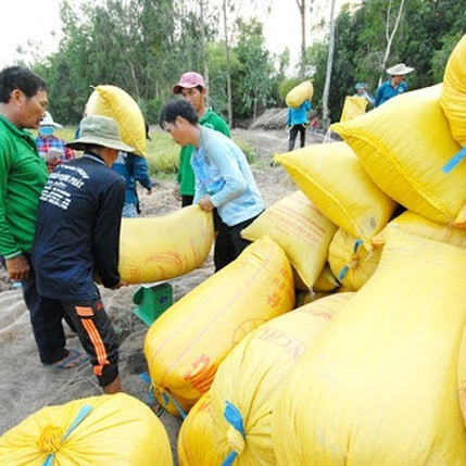 Soi doanh nghiệp 'bùng' hợp đồng bán gạo cho Dự trữ Nhà nướcicon