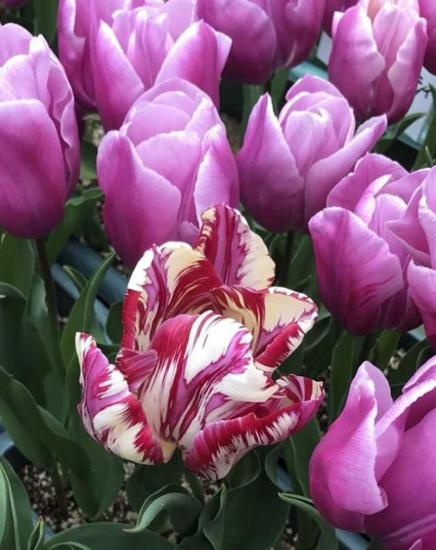 Sốt lan đột biến, giấc mộng 'ôm lan đổi đời' và lời cảnh báo 'bong bóng tulip' gần 400 năm trước