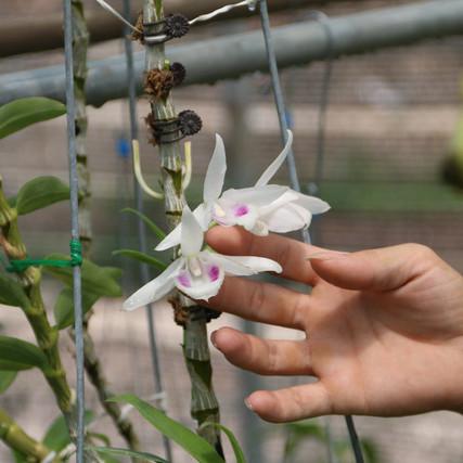 Sốt lan đột biến, giấc mộng 'ôm lan đổi đời' và lời cảnh báo 'bong bóng tulip' gần 400 năm trướcicon