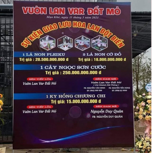 Sốt lan đột biến tiền tỷ: Cấm giáo viên mua bán, không cho vay vốn đi buôn