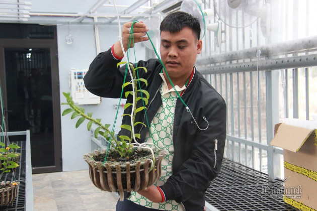 Sốt lan đột biến tiền tỷ: Cấm giáo viên mua bán, không cho vay vốn đi buôn