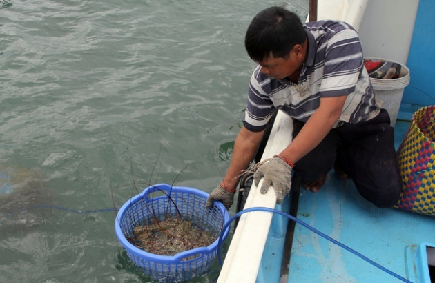 Sự thật về giá tôm hùm ở Phú Yên chỉ 200.000 đồng/kg