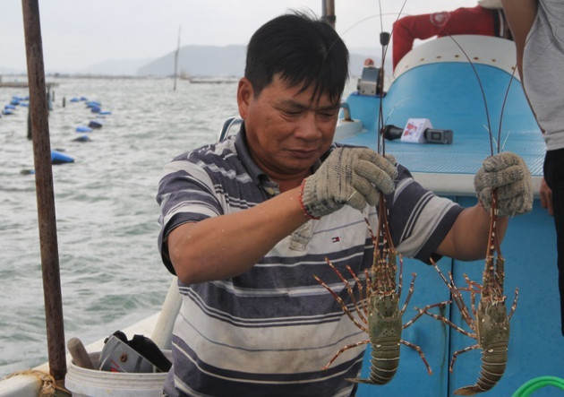 Sự thật về giá tôm hùm ở Phú Yên chỉ 200.000 đồng/kg