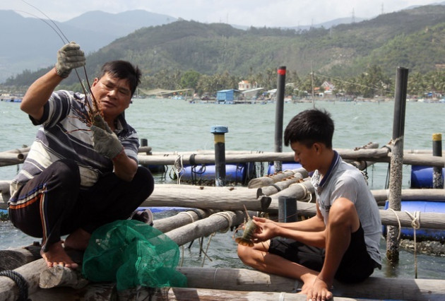 Sự thật về giá tôm hùm ở Phú Yên chỉ 200.000 đồng/kg