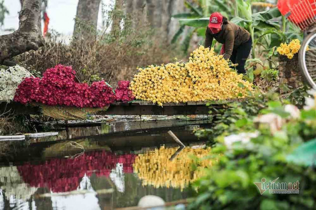 Tai họa ngày cận Tết, cả làng hoa Hà Nội 'ngồi trên đống lửa'