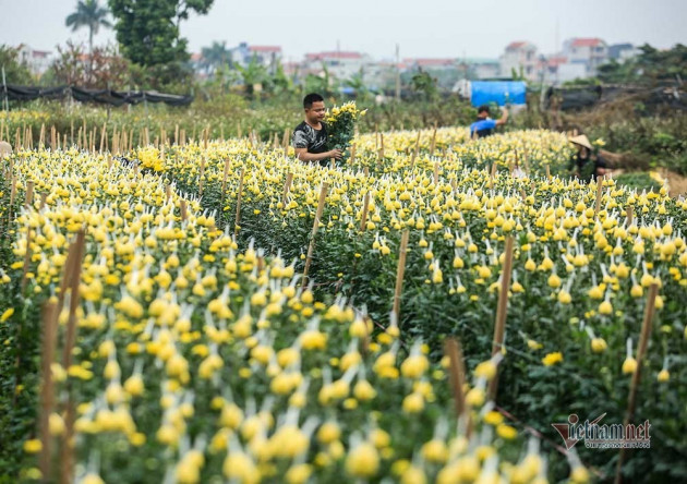 Tai họa ngày cận Tết, cả làng hoa Hà Nội 'ngồi trên đống lửa'