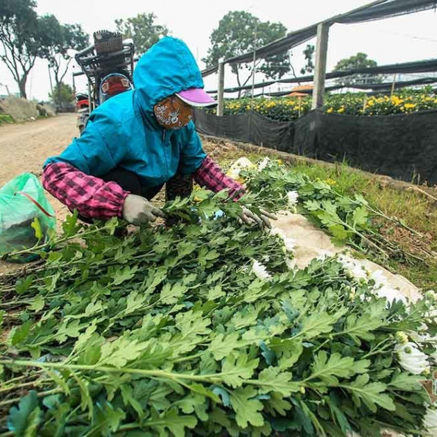 Tai họa ngày cận Tết, cả làng hoa Hà Nội 'ngồi trên đống lửa'icon