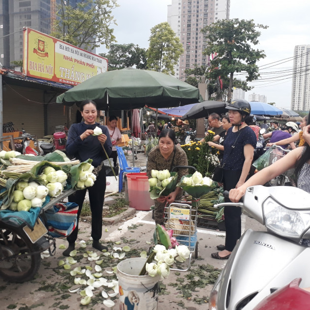 Tết Đoan Ngọ sen trắng cháy hàng, 100 ngàn/bó khách tranh nhauicon