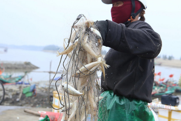 Thả tấm lưới dài một cây số, trúng đậm tiền triệu mỗi ngày