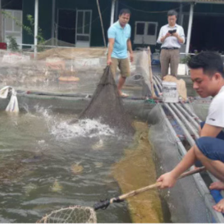 Thâm nhập trại nuôi loài cá đen trũi, dài cả mét lượn lờ như 'tàu ngầm'