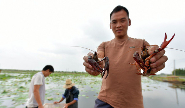 'Tham thì thâm': Nuôi tôm hùm đất hậu quả khó lường