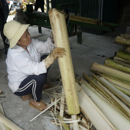 Thân cây chuối tưởng chỉ lợn, gà ăn hoặc bỏ đi, ép thành sợi thu triệu USDicon