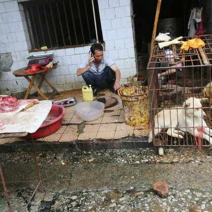 Thành phố đầu tiên tại Trung Quốc cấm ăn thịt chó, mèoicon