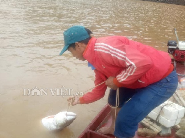 Ngư phủ sông Đà săn cá măng khủng ví như 'thủy quái'