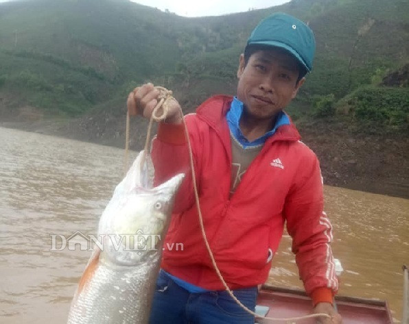 Ngư phủ sông Đà săn cá măng khủng ví như 'thủy quái'