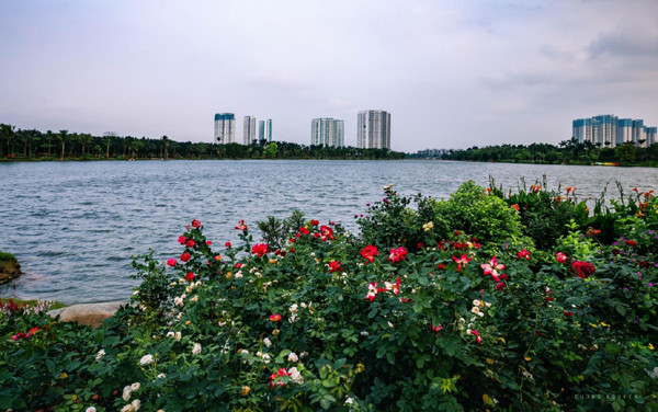 Thiên nga, vịt trời tự do di chuyển giữa khu đô thị