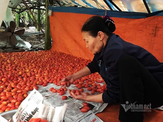 Thời tiết dị biệt, một trận trắng trời cả làng trồng nhót thất thu