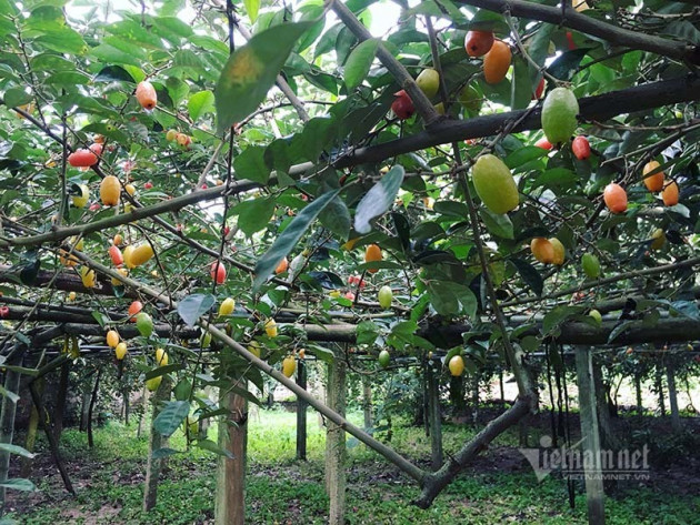 Thời tiết dị biệt, một trận trắng trời cả làng trồng nhót thất thu