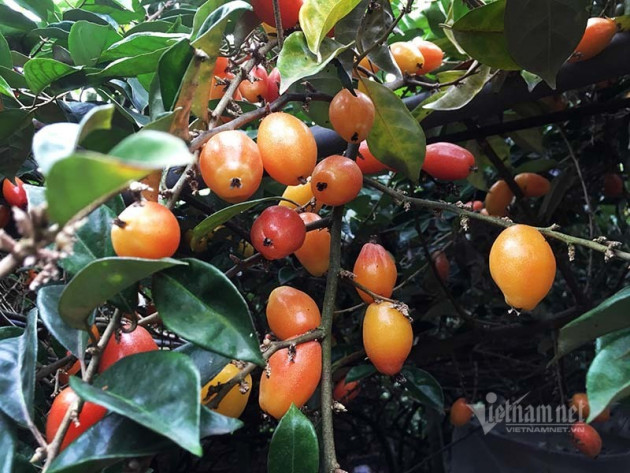 Thời tiết dị biệt, một trận trắng trời cả làng trồng nhót thất thu