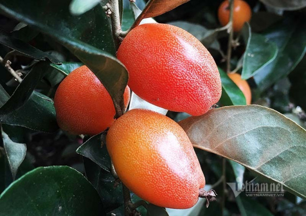 Thời tiết dị biệt, một trận trắng trời cả làng trồng nhót thất thu