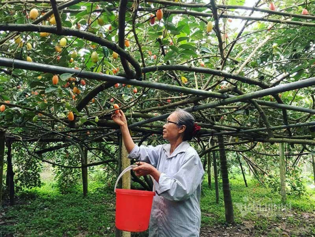 Thời tiết dị biệt, một trận trắng trời cả làng trồng nhót thất thu