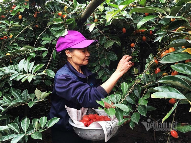 Thời tiết dị biệt, một trận trắng trời cả làng trồng nhót thất thu