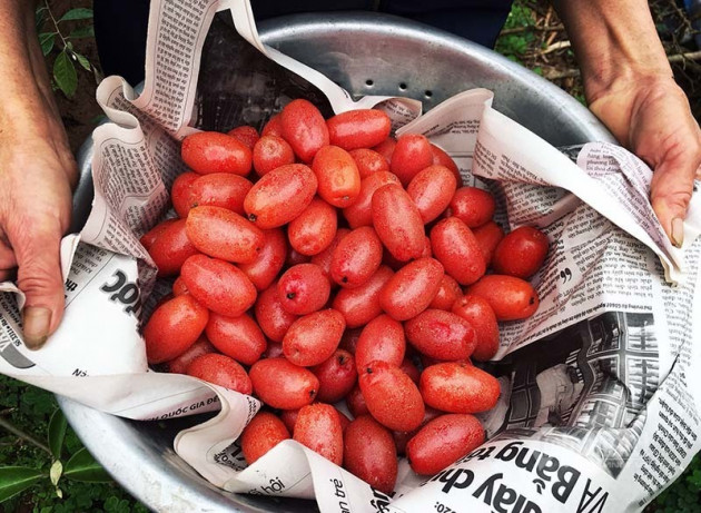 Thời tiết dị biệt, một trận trắng trời cả làng trồng nhót thất thu