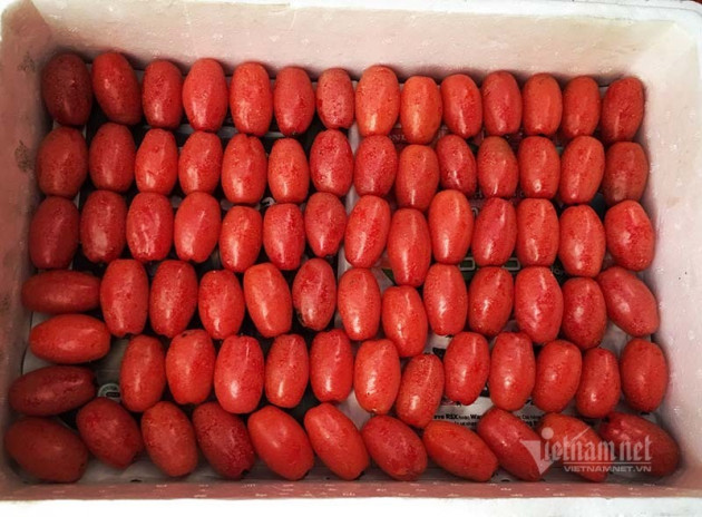 Thời tiết dị biệt, một trận trắng trời cả làng trồng nhót thất thu