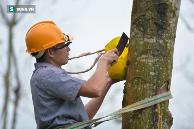 Thót tim nhìn người nhện đu dây tìm hái “lộc Phật” trên đỉnh Hoàng Liên Sơn - Ảnh 5.