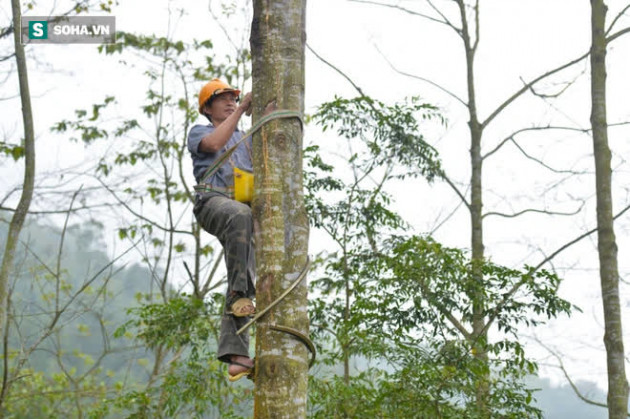 Thót tim nhìn người nhện đu dây tìm hái “lộc Phật” trên đỉnh Hoàng Liên Sơn - Ảnh 7.