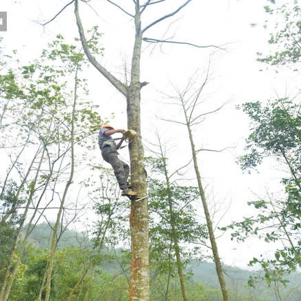 Thót tim nhìn người nhện đu dây tìm hái 'lộc Phật' trên đỉnh Hoàng Liên Sơnicon