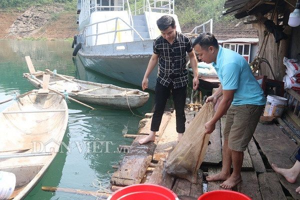 Thu 300 triệu/năm nhờ nuôi loài cá từng tiến vua ở hồ sông Đà