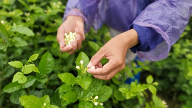 Thu hàng chục triệu đồng/vụ từ thứ hoa 'chẳng thơm cũng thể...'