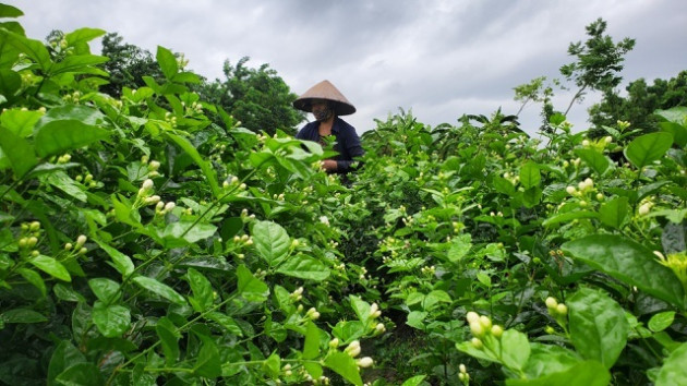 Thu hàng chục triệu đồng/vụ từ thứ hoa 'chẳng thơm cũng thể...'