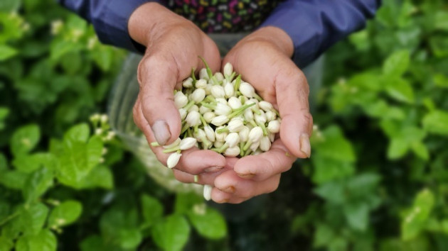 Thu hàng chục triệu đồng/vụ từ thứ hoa 'chẳng thơm cũng thể...'