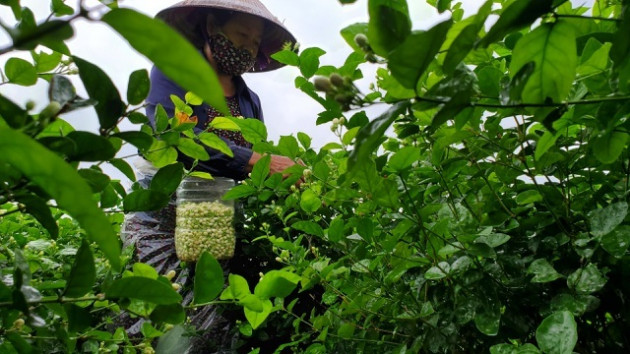 Thu hàng chục triệu đồng/vụ từ thứ hoa 'chẳng thơm cũng thể...'