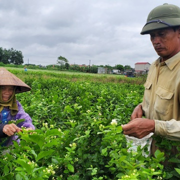 Thu hàng chục triệu đồng/vụ từ thứ hoa 'chẳng thơm cũng thể...'