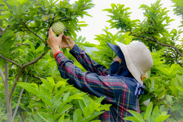 Thu hàng trăm tỷ đồng mỗi năm nhờ trồng loại quả vừa ngọt vừa dai - 4