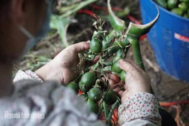 Thu mua cau bán cho Trung Quốc, kiếm hàng trăm triệu đồng mỗi vụ