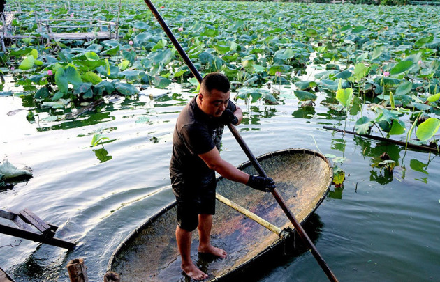 Thu nhập 'khủng' nhờ trồng sen Hồ Tây