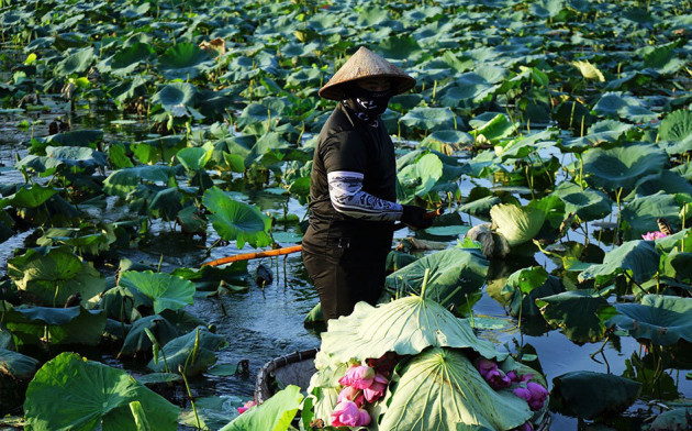 Thu nhập 'khủng' nhờ trồng sen Hồ Tây